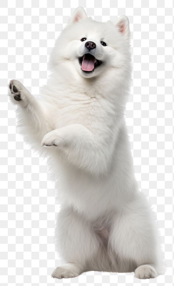 PNG Happy samoyed standing on hind legs mammal animal white.