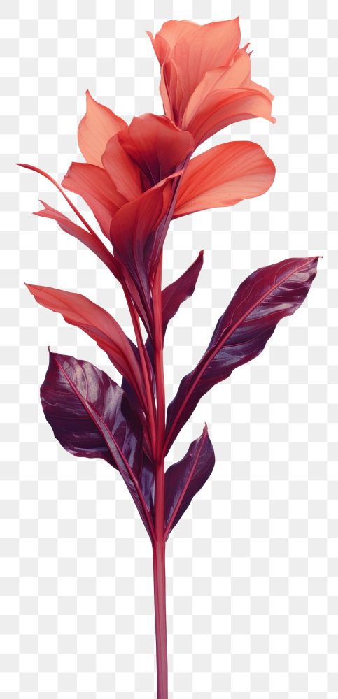 PNG Photography of a plant gladiolus flower petal.