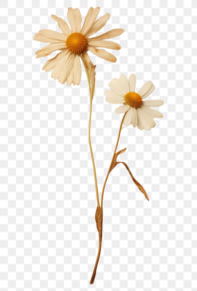 PNG Real Pressed a Chamomile flower petal plant.
