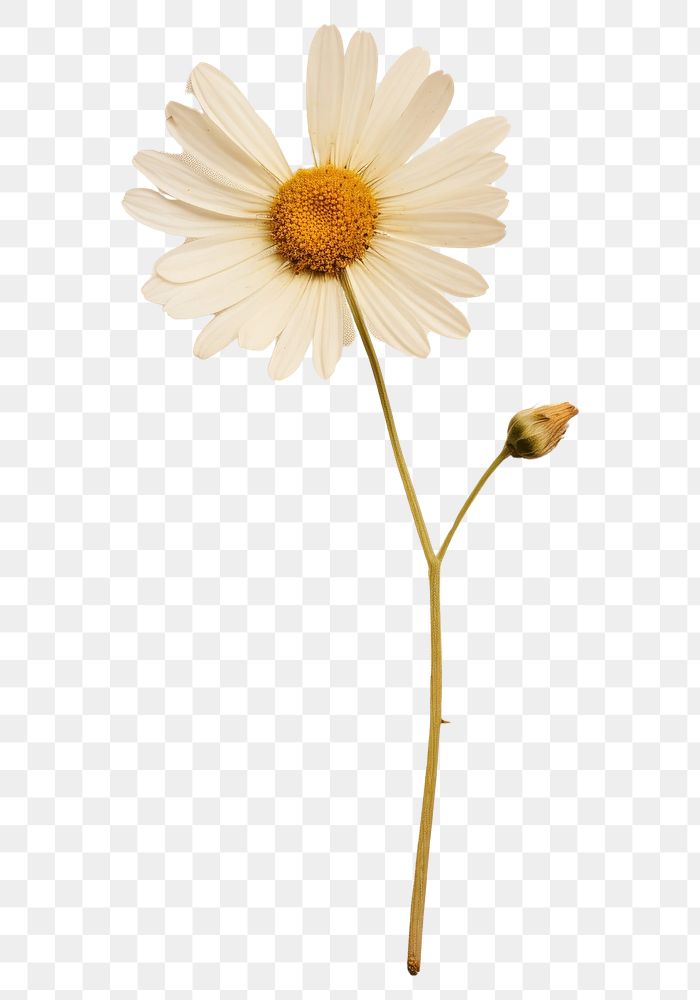 PNG Real Pressed a Chamomile flower petal daisy.