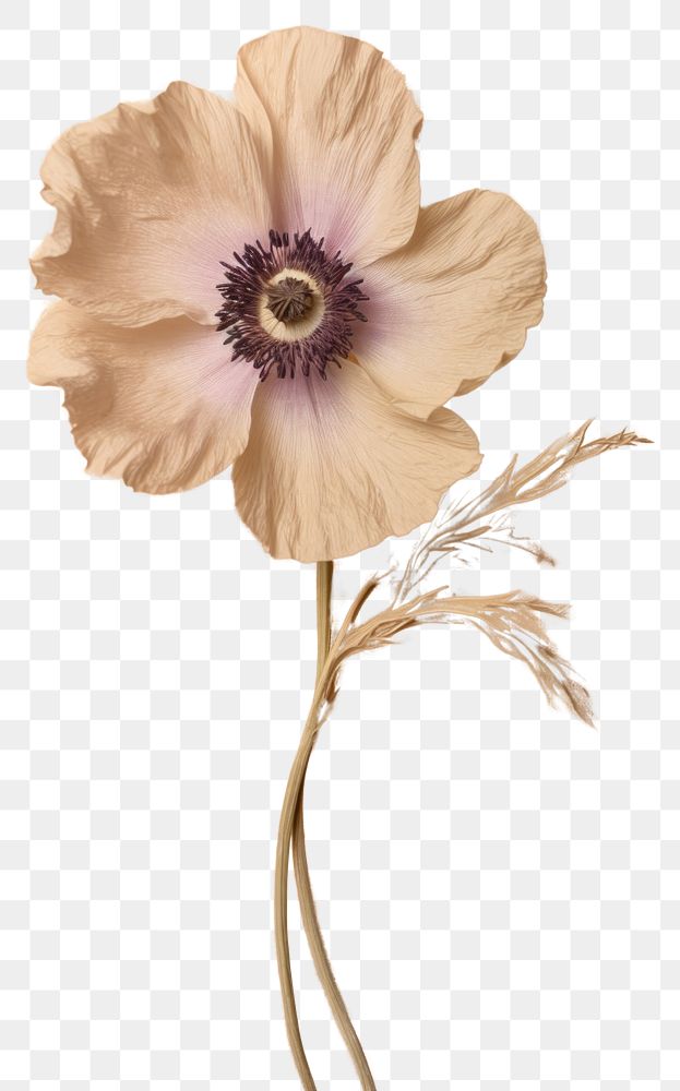 PNG Real Pressed a Anemone flower anemone petal.