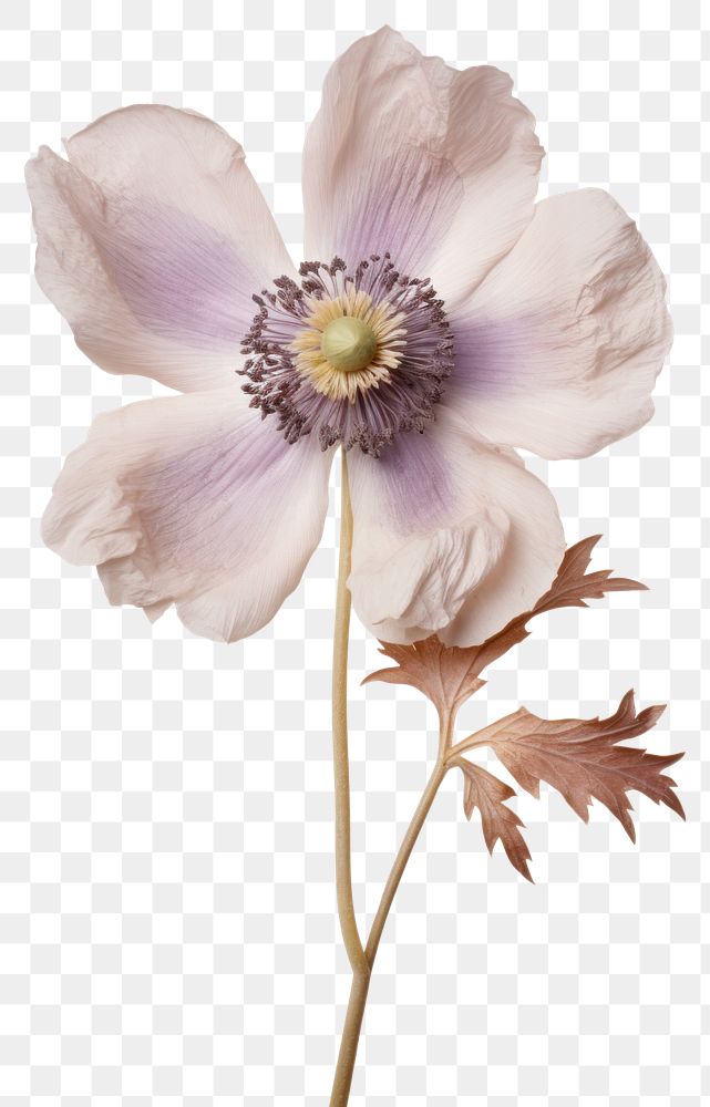 PNG Real Pressed a Anemone flower blossom anemone.