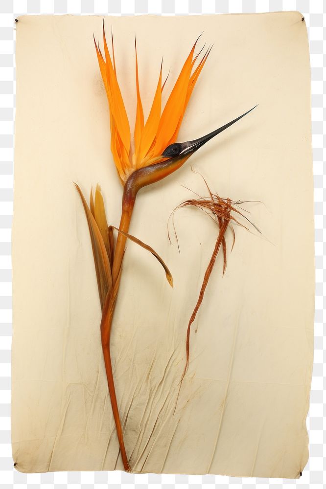 PNG Real Pressed a Bird of paradise flower plant art.