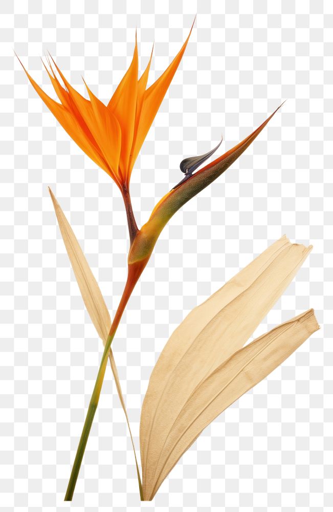 PNG Real Pressed a Bird of paradise flower plant petal.