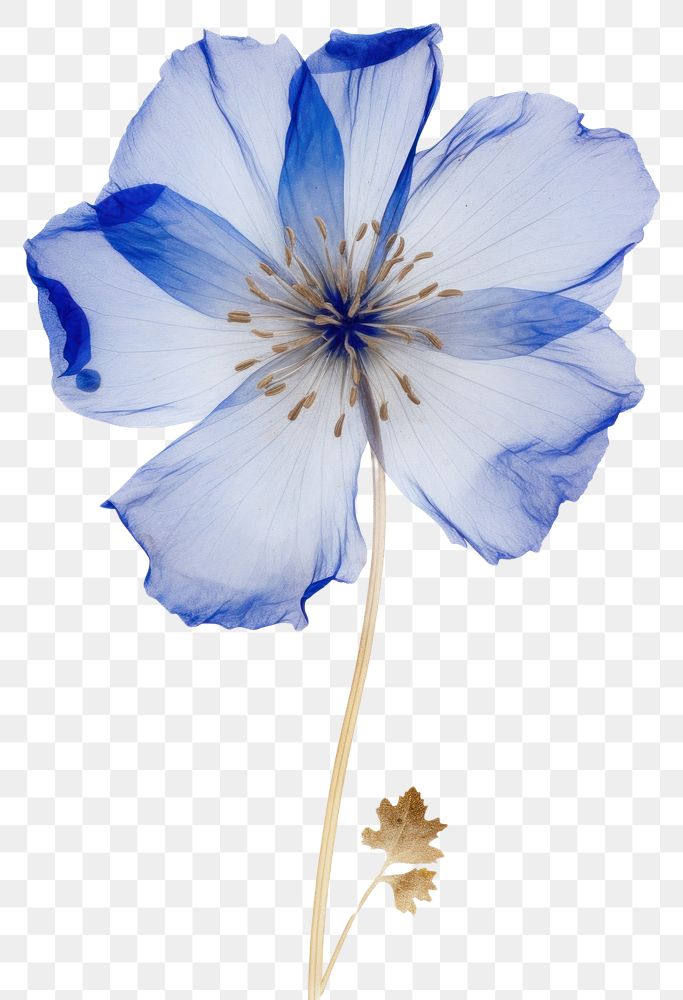 PNG Real Pressed a Blue flower petal plant blue.