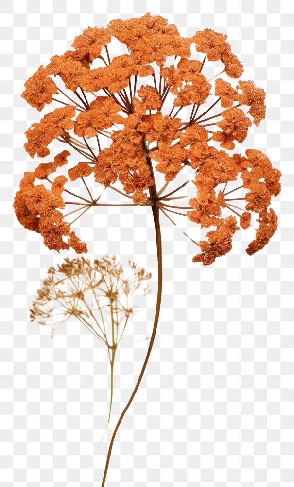 PNG Real Pressed a burnt orange yarrow flower plant chandelier.