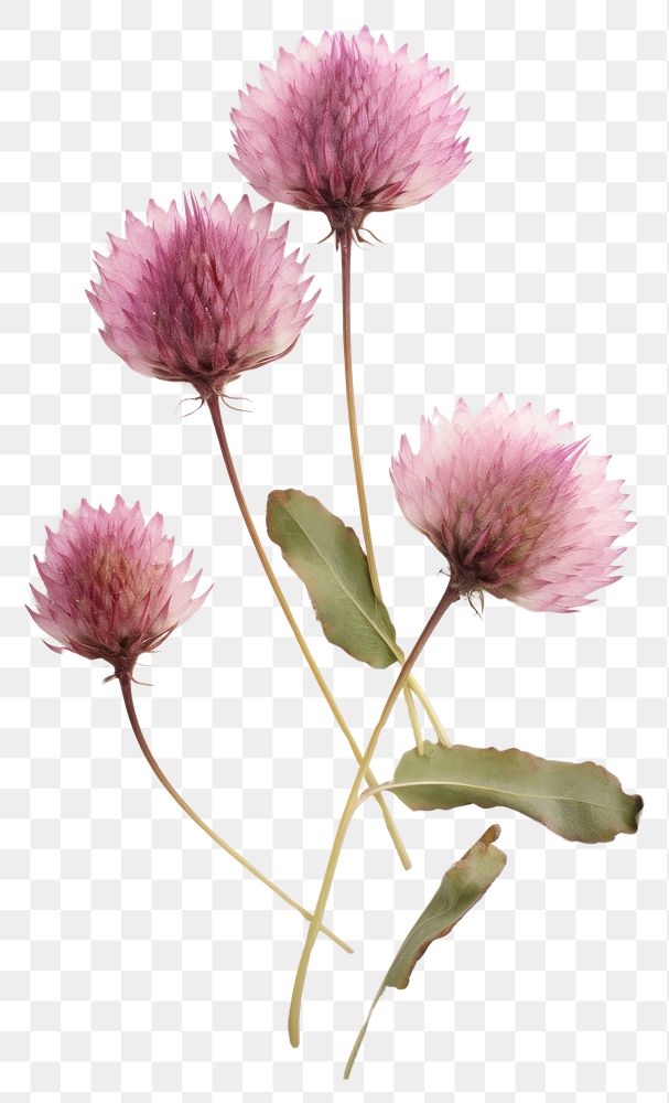 PNG Real Pressed a gomphrena flower thistle petal.