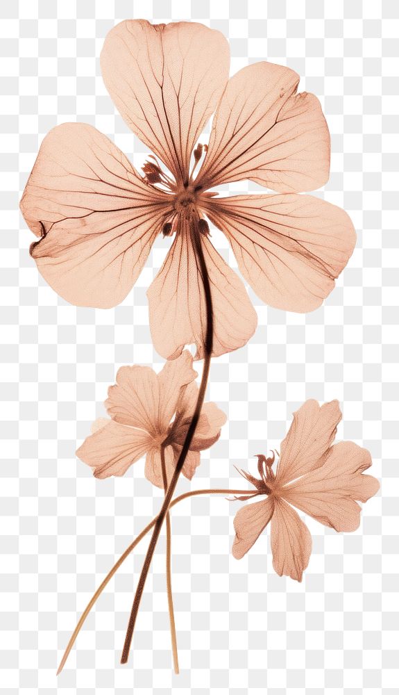 PNG Real Pressed a Geranium flower geranium petal.