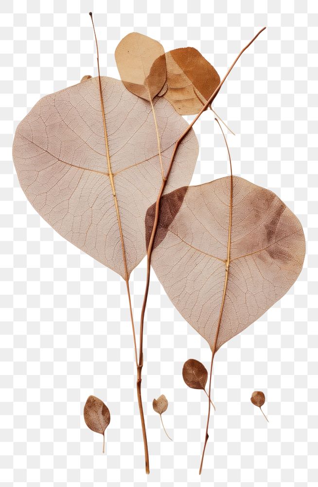 PNG Real Pressed a Eucalyptus Lea plant leaf art.