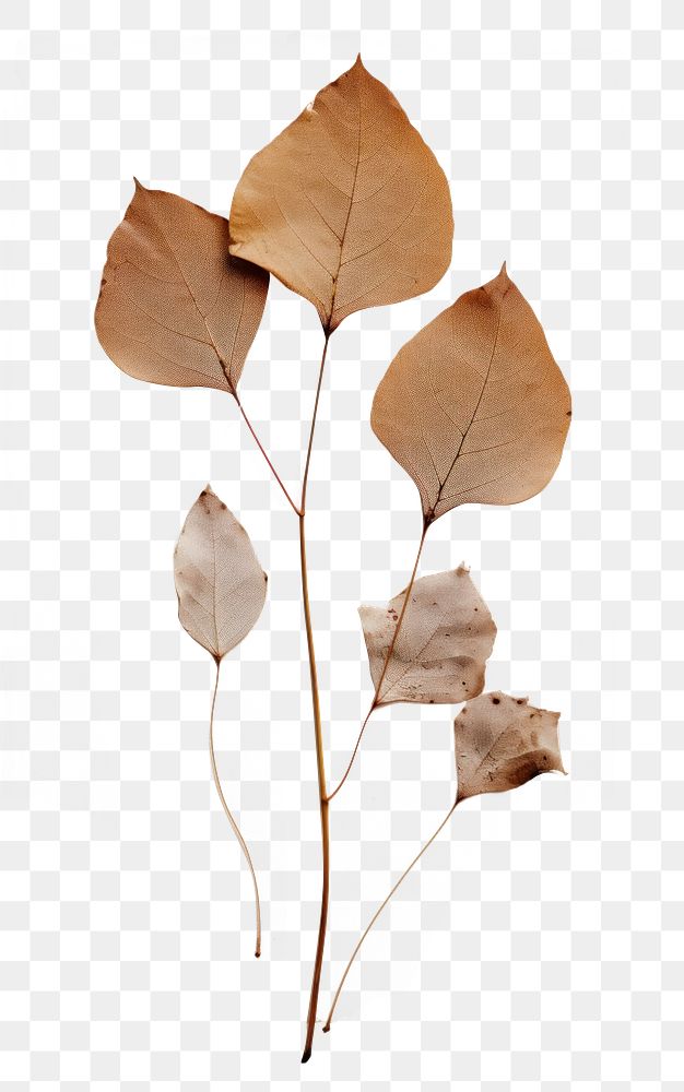PNG Real Pressed a Eucalyptus Lea plant leaf tree.