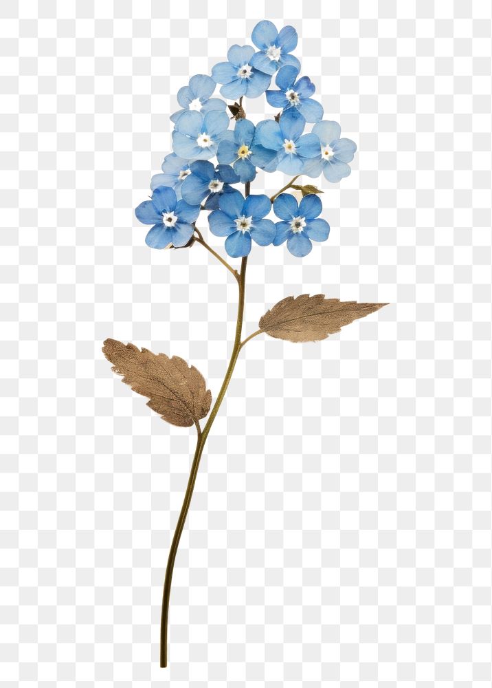 PNG Real Pressed a Forget me not flower plant leaf.