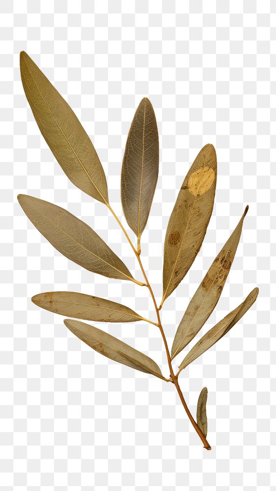 PNG Real Pressed a Olive leaf plant paper herbs.