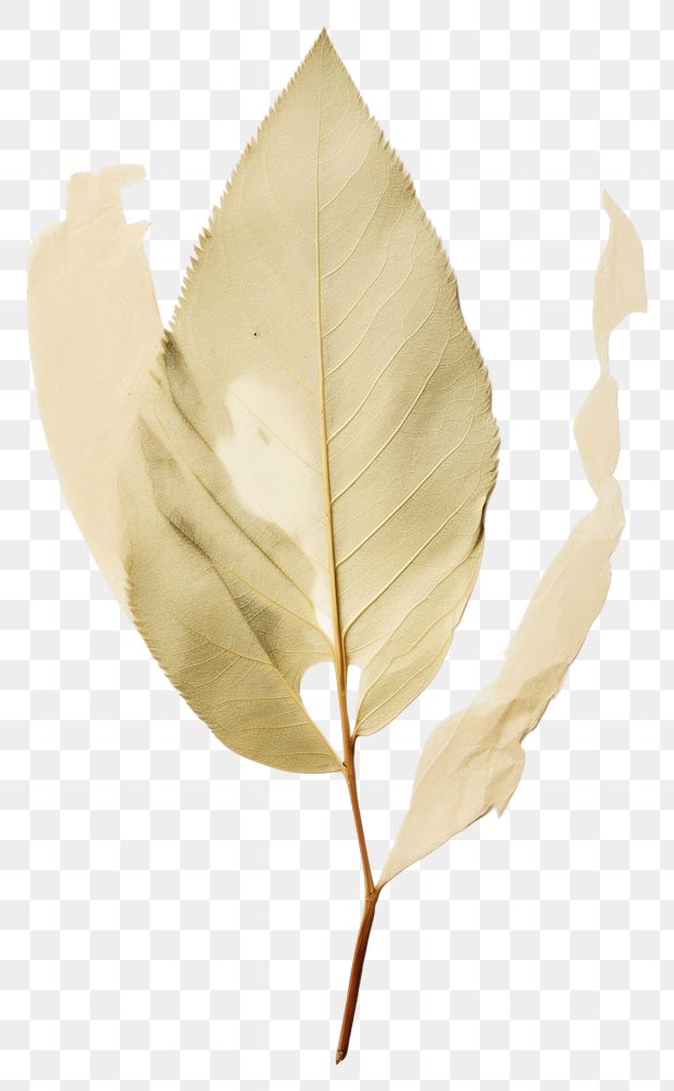 PNG Real Pressed a Olive leaf plant fragility pattern.