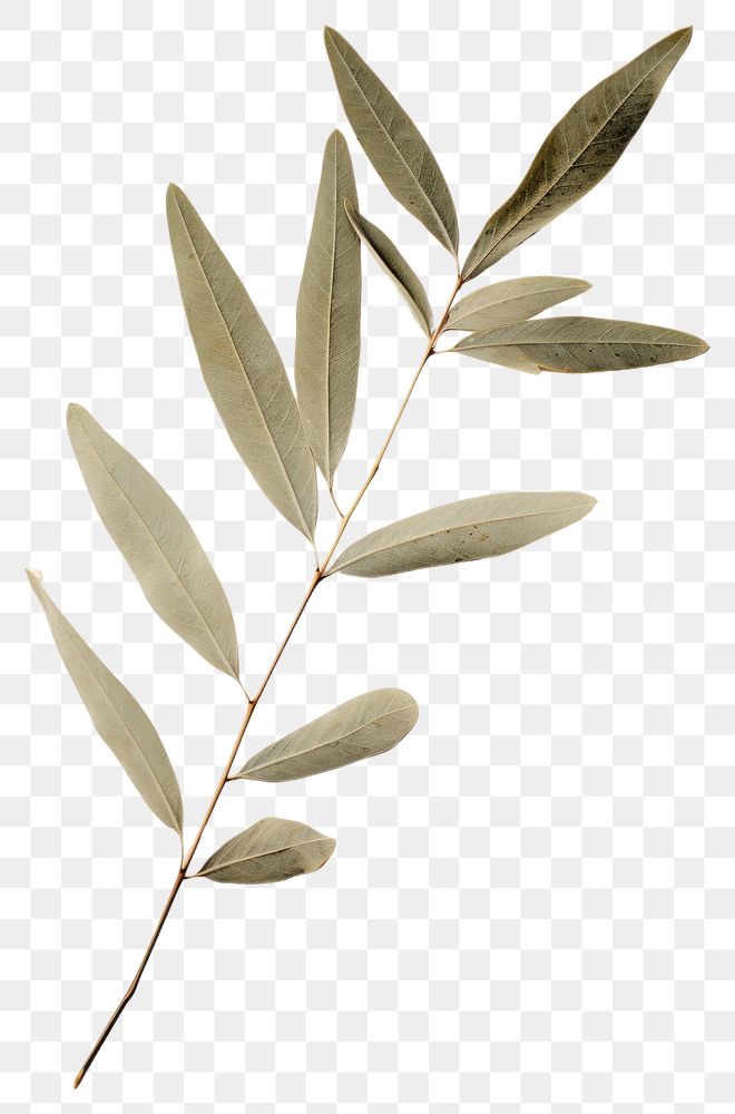 PNG Real Pressed a Olive leaf herbs plant tree.
