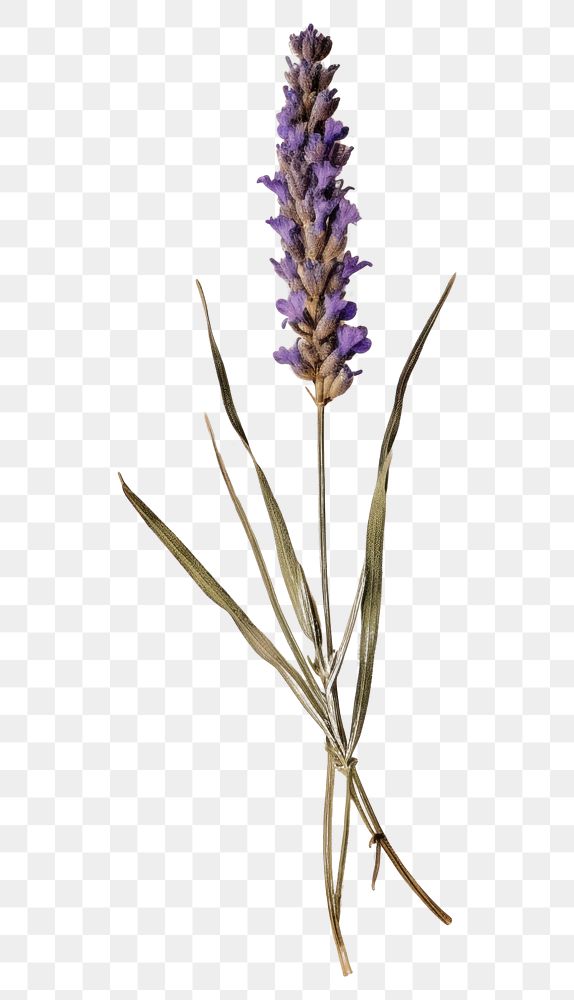 PNG Real Pressed a Lavender lavender flower blossom.