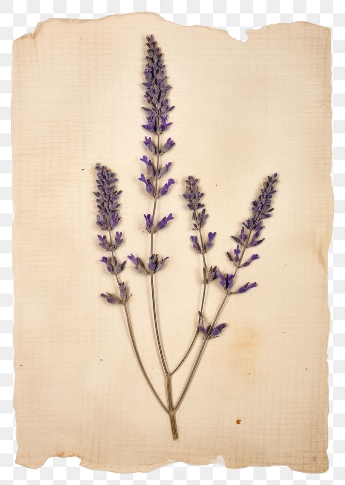 PNG Real Pressed a Lavender lavender flower plant.