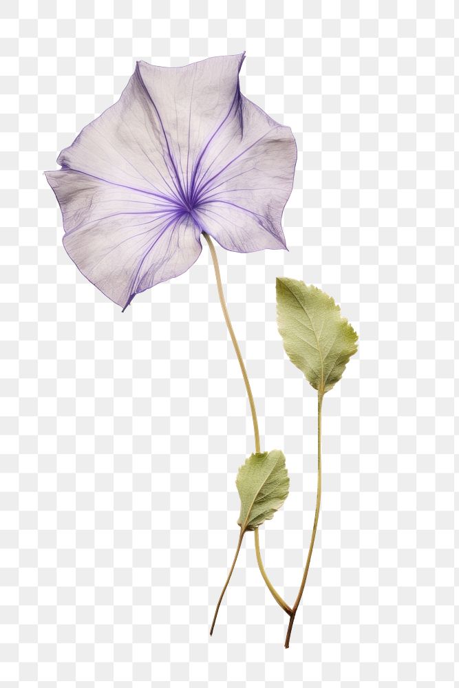 PNG Real Pressed a Morning Glory flower petal plant.