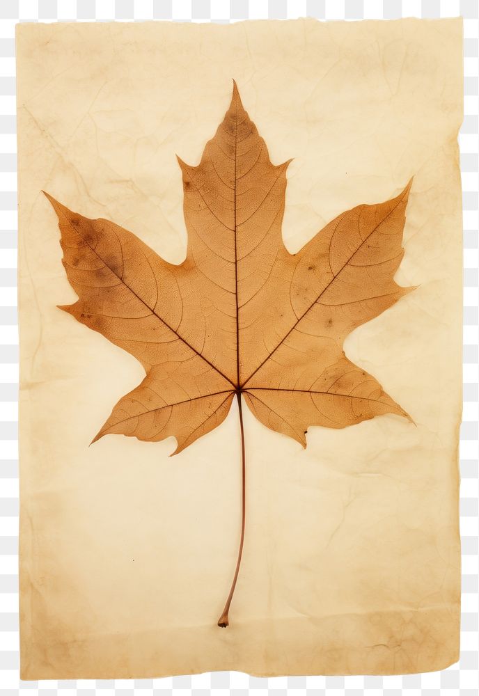 PNG Real Pressed a Maple leaf maple plant paper.