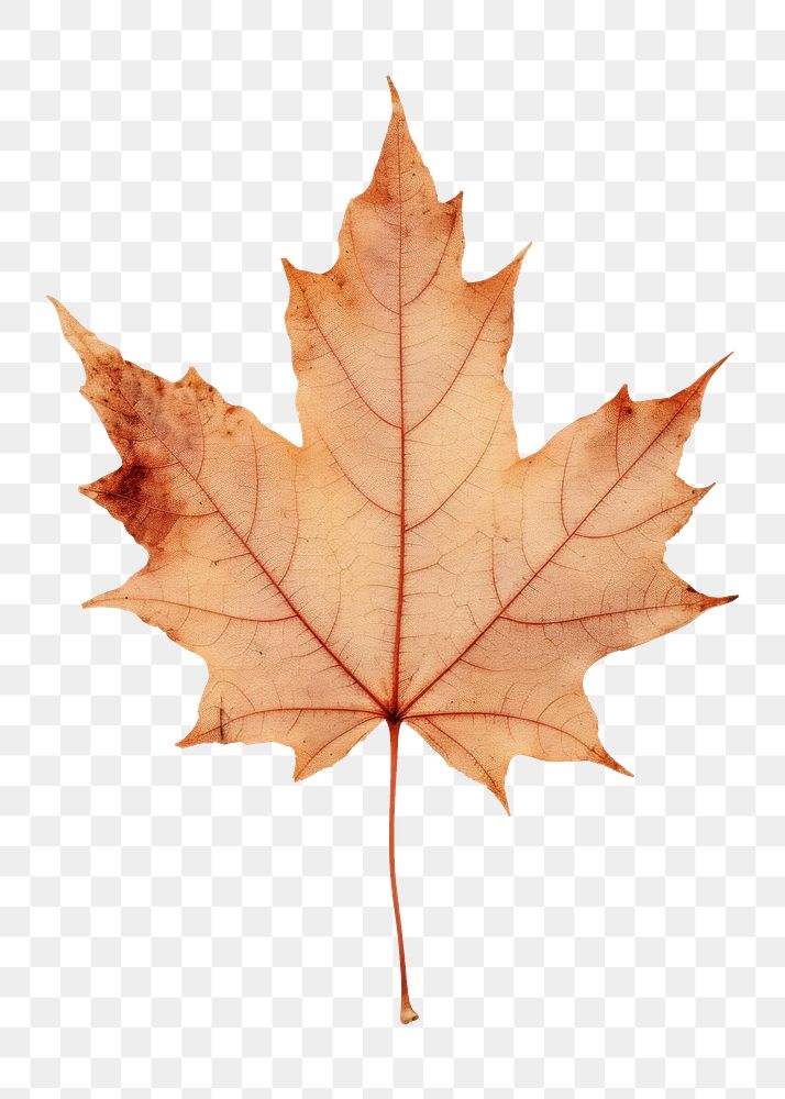 PNG Real Pressed a Maple leaf maple textured plant.