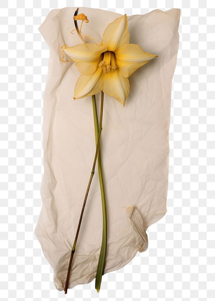 PNG Real Pressed a Narcissus flower plant paper.
