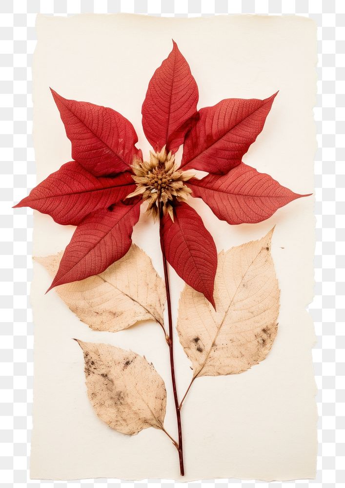 PNG Real Pressed a Poinsettia flower plant paper.
