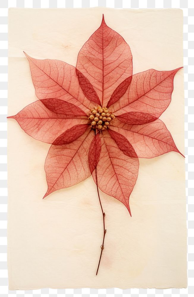 PNG Real Pressed a Poinsettia flower plant paper.