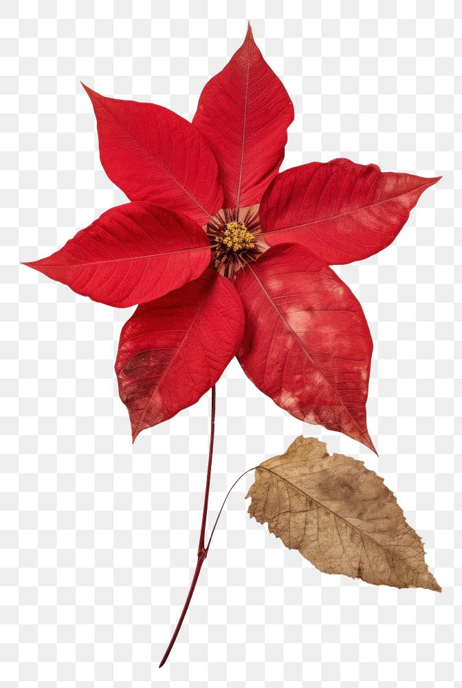 PNG Real Pressed a Poinsettia flower plant petal.
