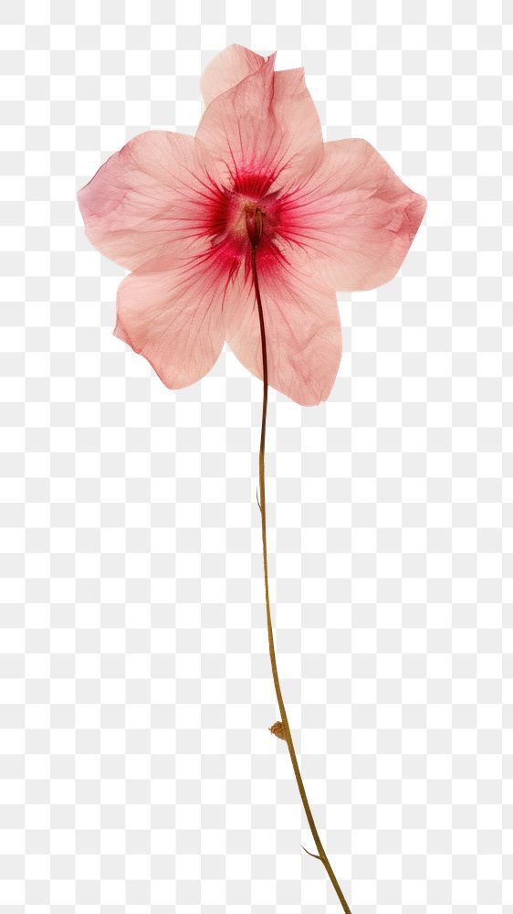 PNG Real Pressed a Pink flower hibiscus petal plant.