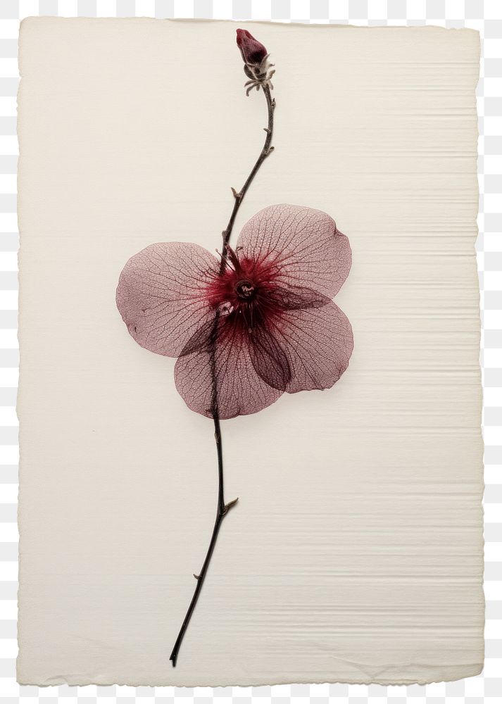 PNG Real Pressed a red plum flower petal plant.