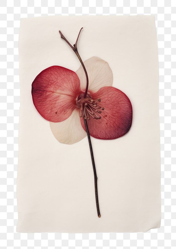 PNG Real Pressed a red plum flower petal plant.