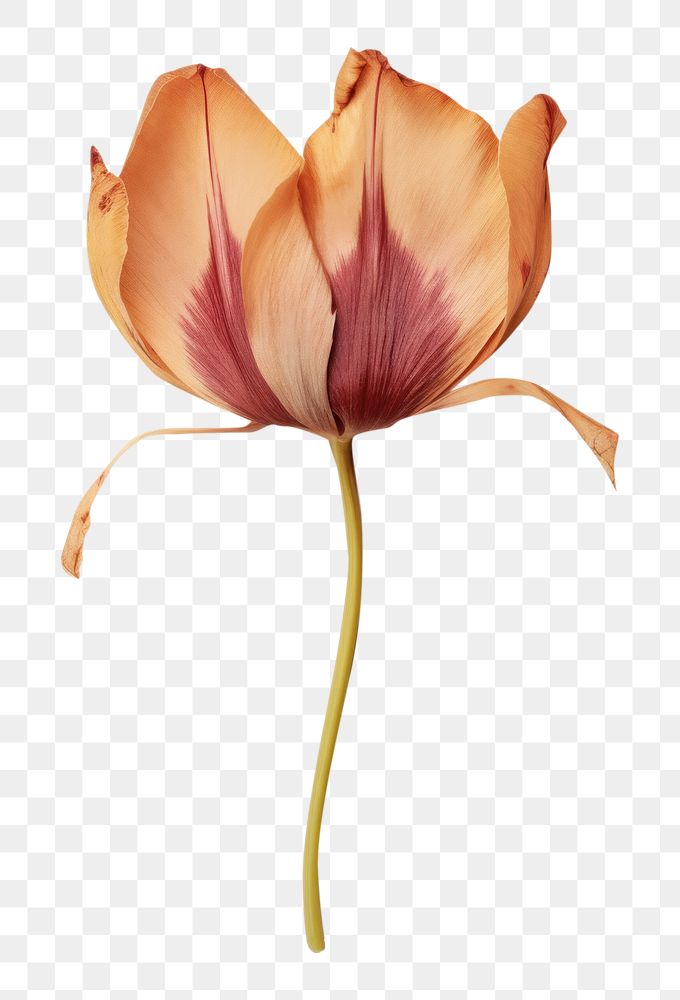 PNG Real Pressed a Tulip flower painting petal.