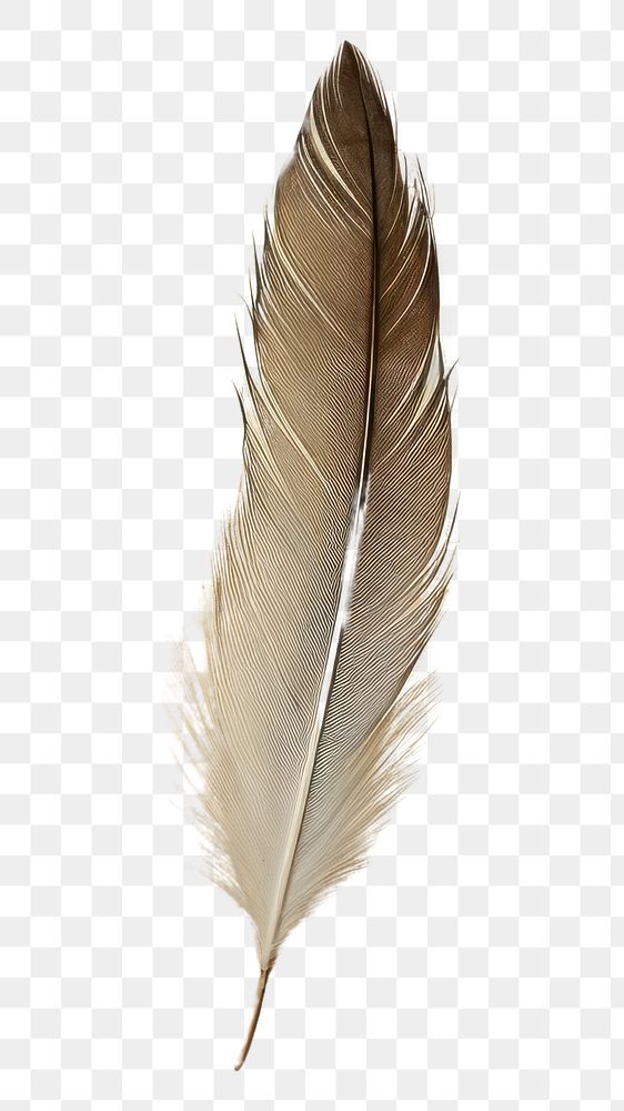 PNG  Feather paper backgrounds feather old.