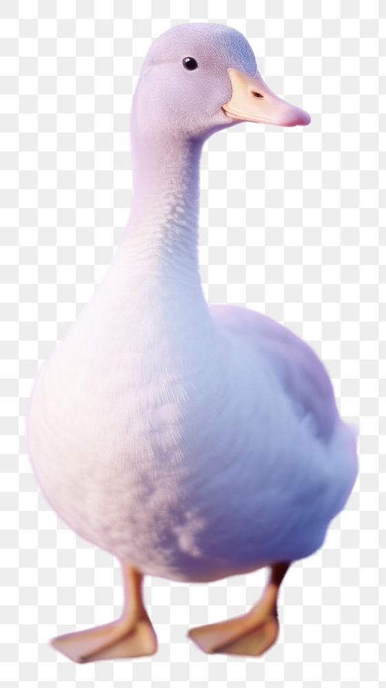 PNG Animal goose bird duck.