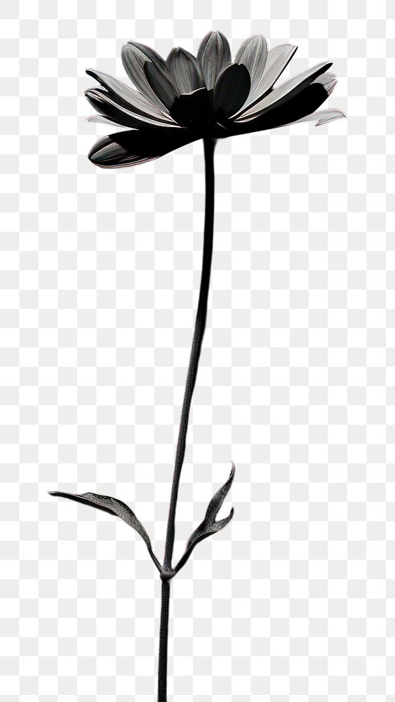 PNG  Black Background black flower plant.
