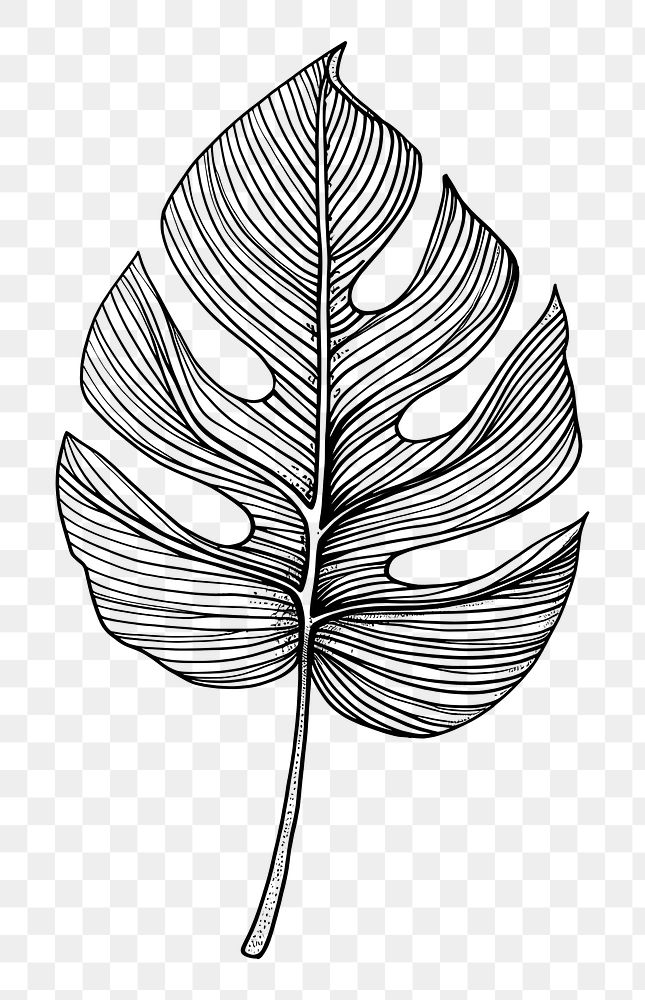PNG Continuous line drawing tropical leave sketch plant leaf.