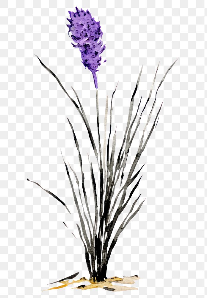 PNG  Lavender blossom flower purple.
