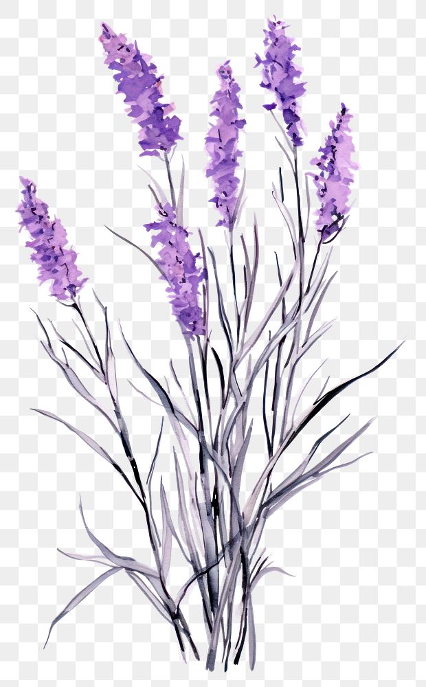 PNG  Lavender blossom flower purple.