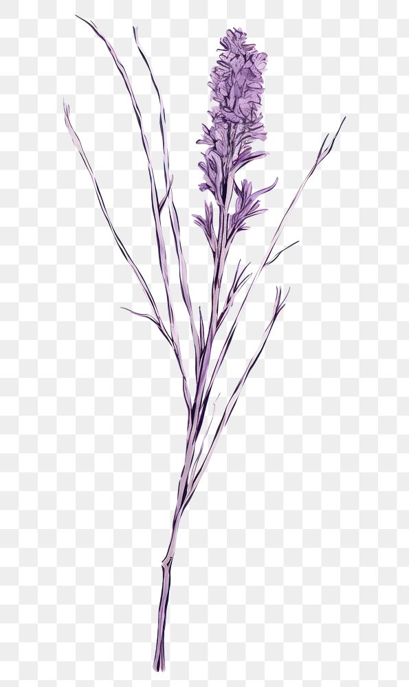 PNG  Lavender sketch blossom drawing.