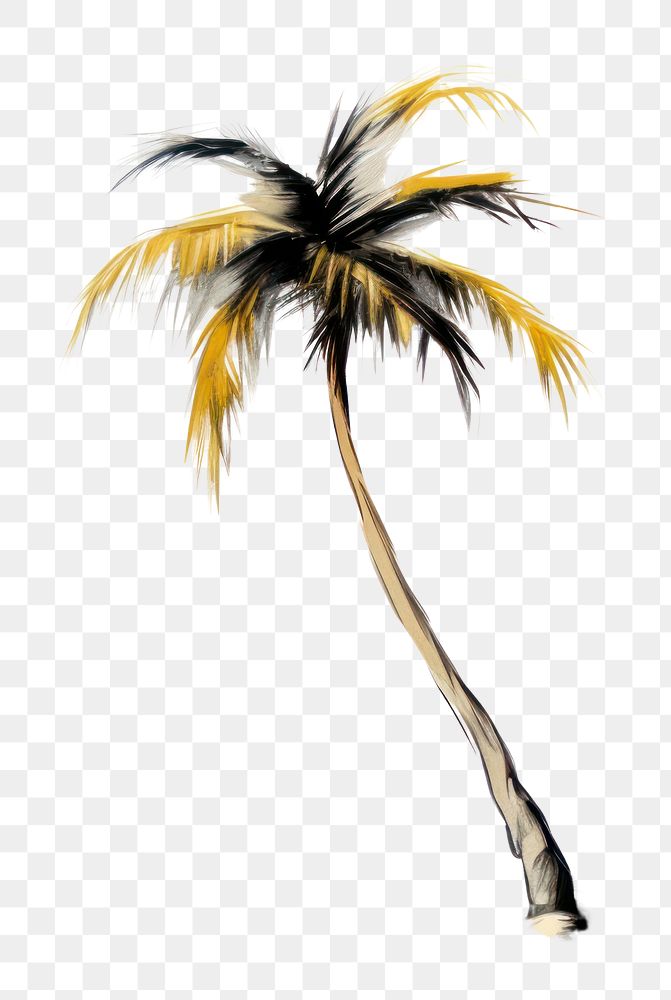 PNG  Palm tree sketch plant white background.