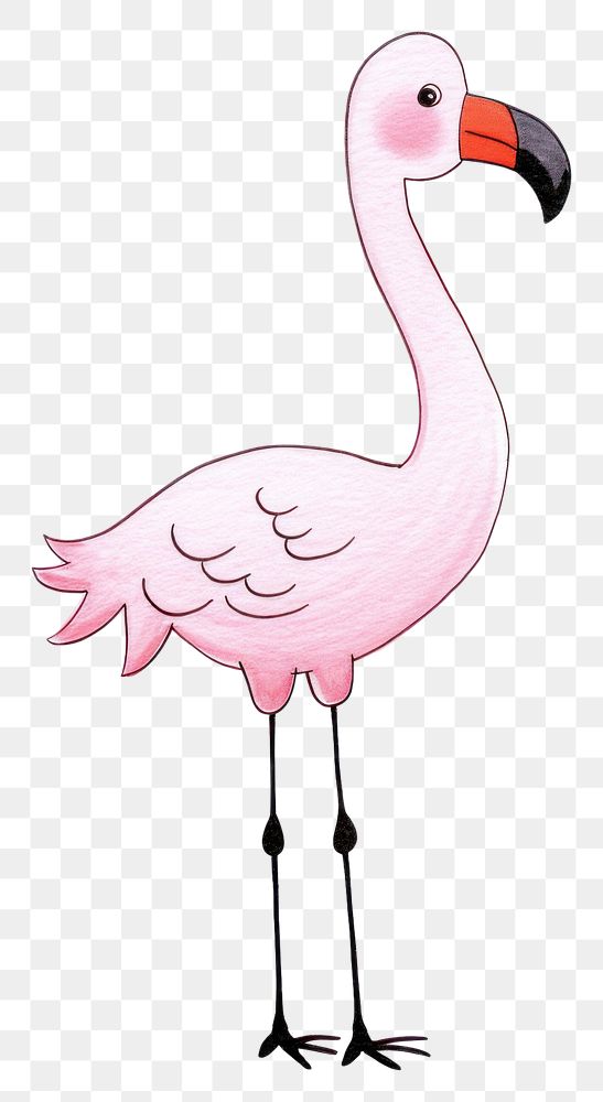 PNG Flamingo cartoon drawing animal.