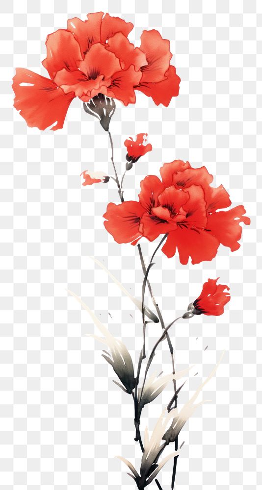 PNG  Carnation flower plant rose.
