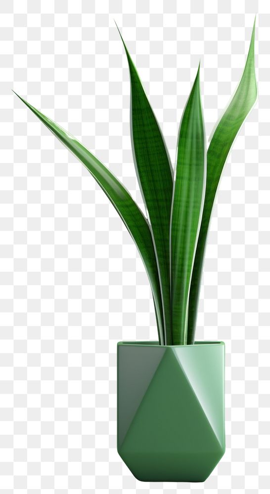 PNG Sansevieria green plant leaf. AI generated Image by rawpixel.