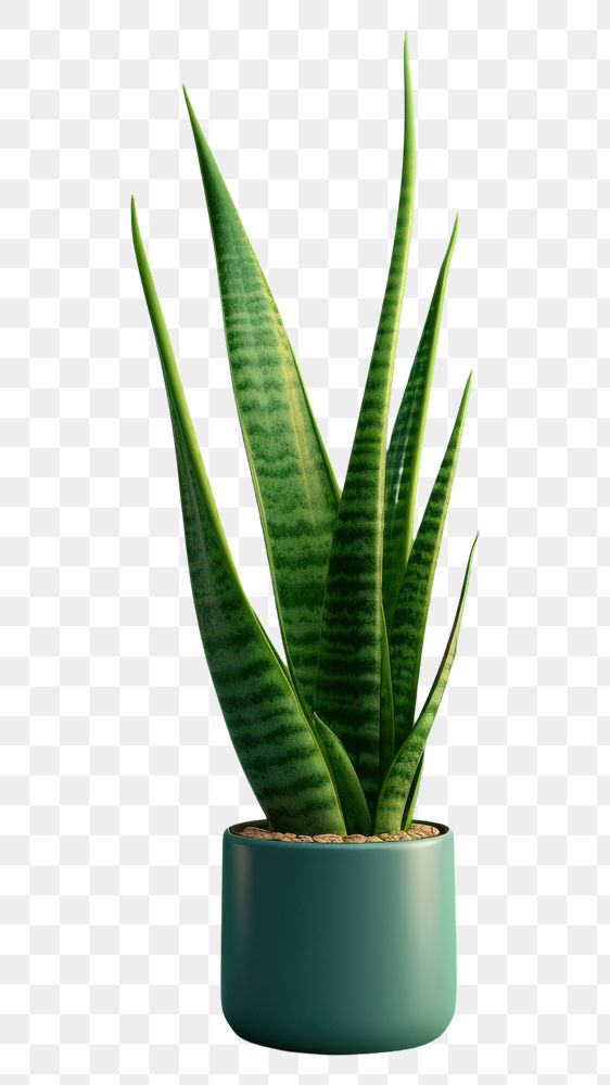 PNG Sansevieria plant green aloe. AI generated Image by rawpixel.