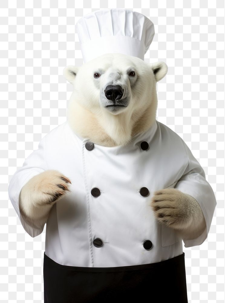 PNG  Polar bear mammal animal chef.