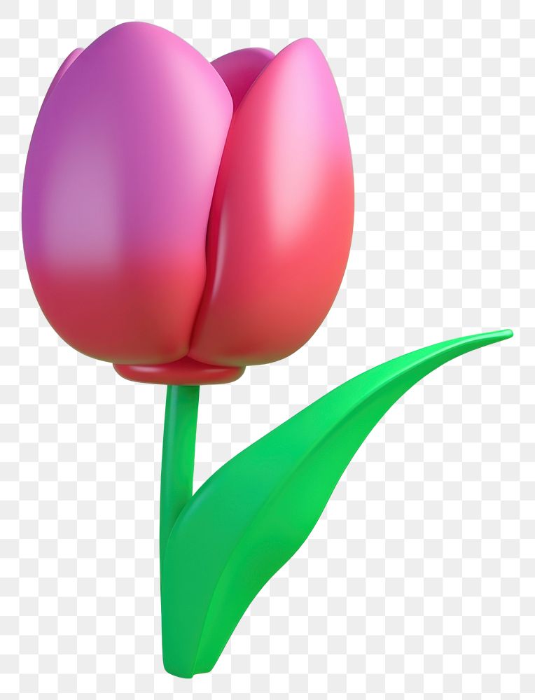 PNG  Tulip flower plant inflorescence.