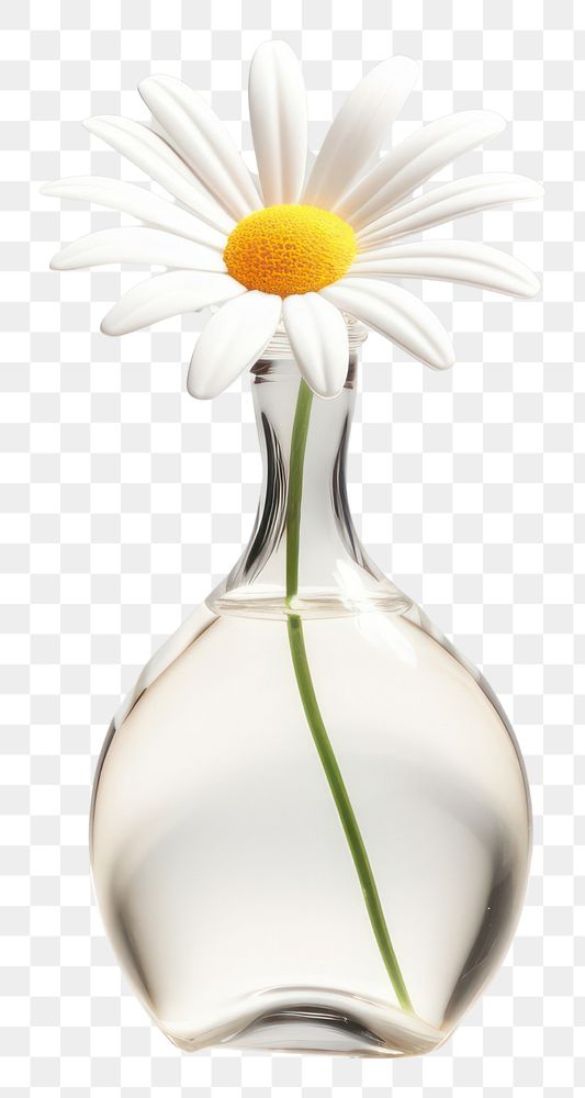 PNG  Daisy transparent flower petal.