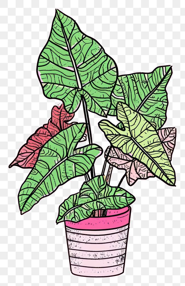 PNG Caladium plant houseplant leaf xanthosoma.