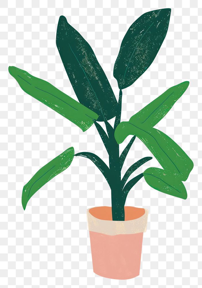 PNG Banana plant houseplant leaf flowerpot.