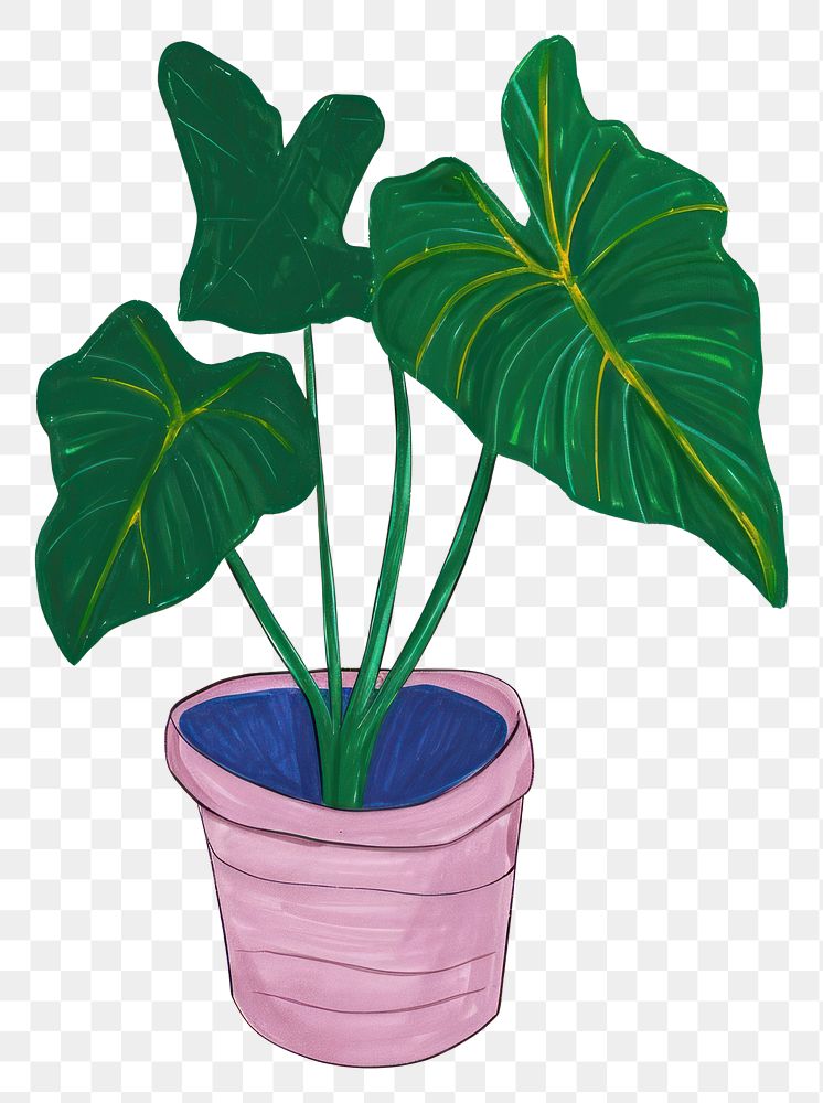 PNG Exotic Tropical Foliage Alocasia Plant plant houseplant leaf.