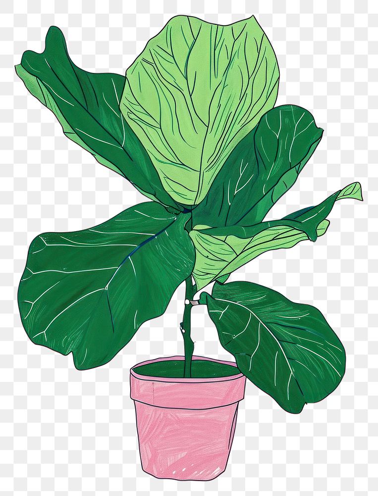 PNG Fiddle-Leaf Fig plant leaf houseplant vegetable.